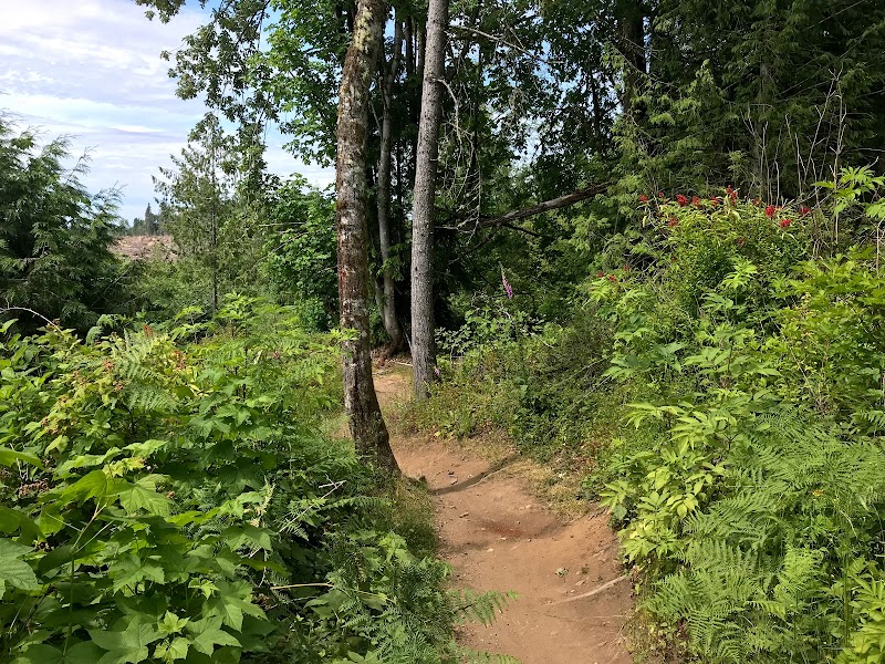 Conquering the Unemployment Line: A Mountain Biker's Paradise Near Bellingham outdoor detail