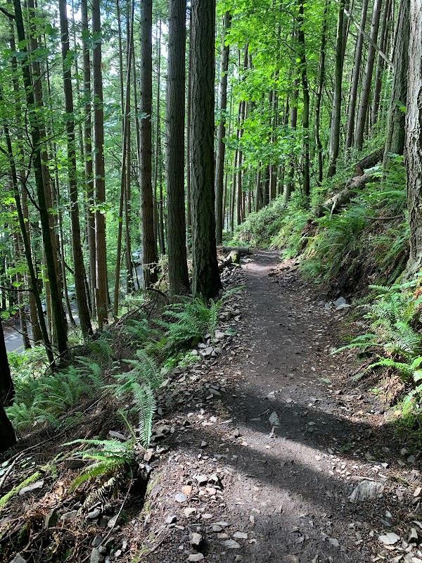 Chuckanut Mountain: A Mountain Biker’s Playground - Pine and Cedar Lakes Trail