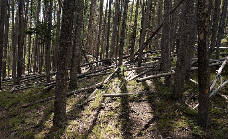 Hiking the Elephant Back Mountain Trail in Yellowstone National Park surrounding landscape