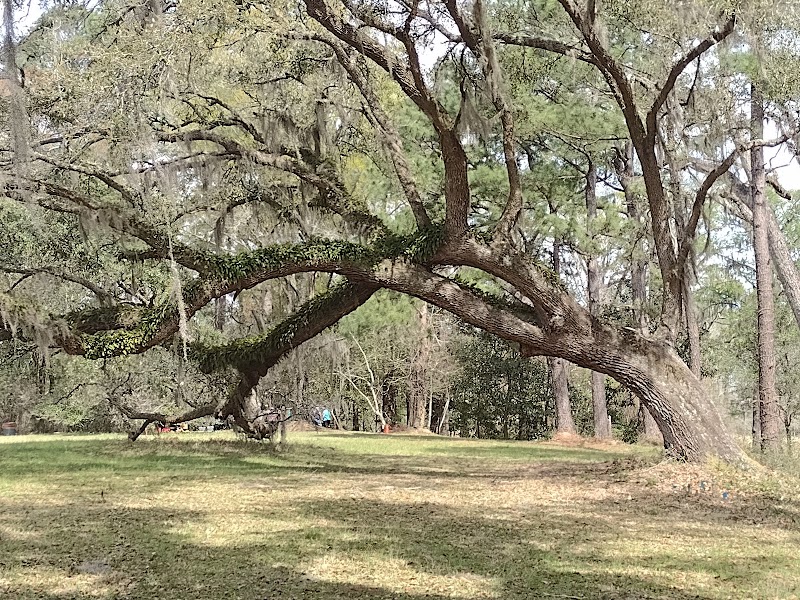 Into the Wild: Hiking the Trails of Francis Marion National Forest surrounding landscape