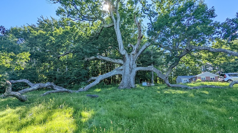Majestic Heritage: Dewey-Granby Oak - Dewey-Granby Oak