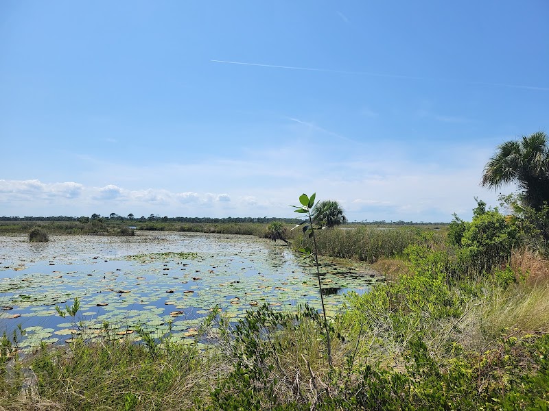 Nature's Gem: Savannas Preserve State Park - Hawk's Bluff Trail - Savannas Preserve State Park-Hawk's Bluff Trail