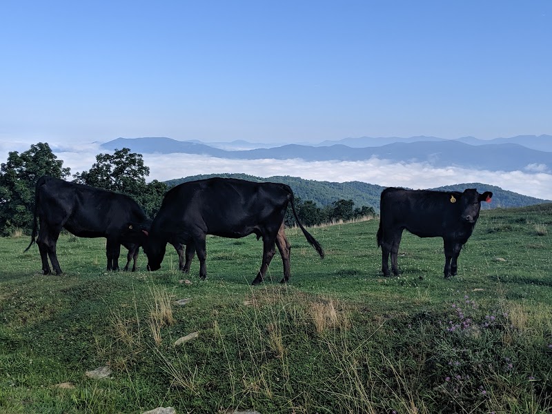 Rolling Views of Blue Ridge Pastures - Blue Ridge Pastures