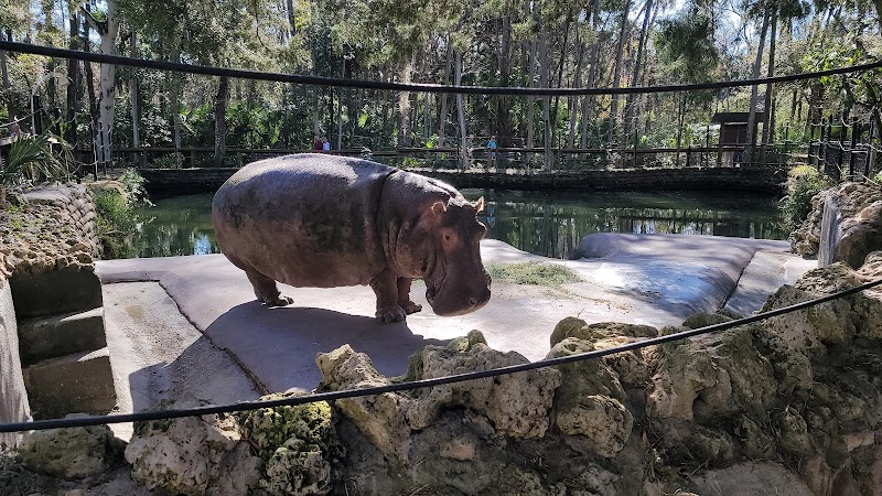 Wildlife & Springs at Ellie Schiller Homosassa Springs surrounding landscape