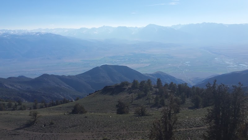 Ancient Bristlecone Pine Forest: Timeless Giants of California's High Sierra - Ancient Bristlecone Pine Forest