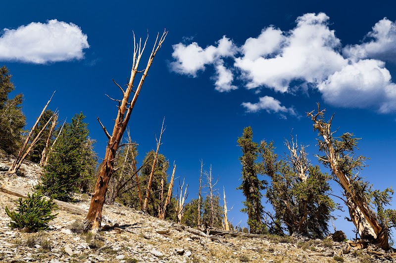 Ancient Bristlecone Pine Forest: Timeless Giants of California's High Sierra - Ancient Bristlecone Pine Forest