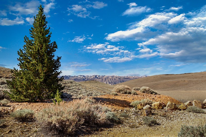 Ancient Bristlecone Pine Forest: Timeless Giants of California's High Sierra - Ancient Bristlecone Pine Forest